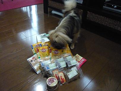 ドックランフェスタ6