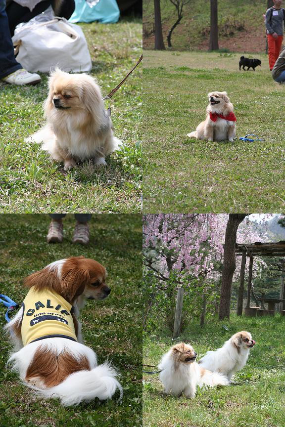 桜だ！チベオフ会13