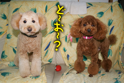 kintia_081109_02.jpg
