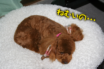 kintia_081109_03.jpg