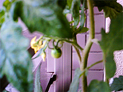 最近作ったもの