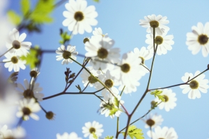 white flower
