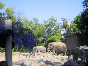 zoodazoo