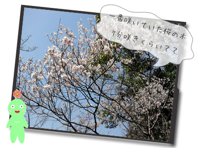 桜♪お花見♪その1