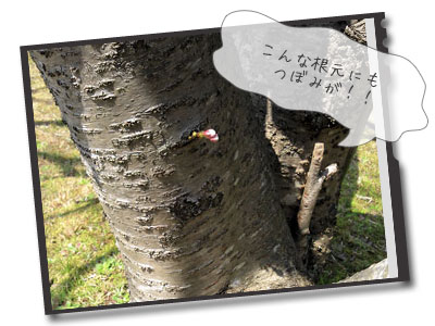 桜♪お花見♪その2