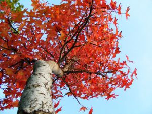 紅葉