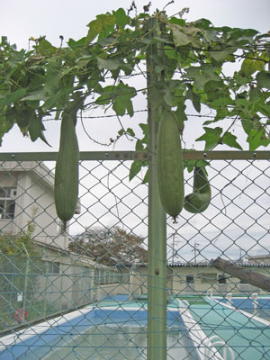 20101108_1.jpg