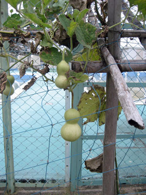 20101108_2.jpg