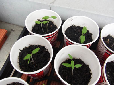 ベランダでミニトマト栽培 ソラニワスタッフのこぼれバナシ 楽天ブログ