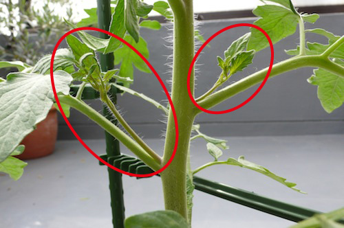 ミニ トマト 育て 方 わき 芽 ミニトマトの脇芽は取る 取らない 最適な育て方を解説