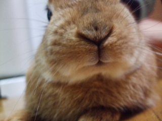お鼻のポッチ