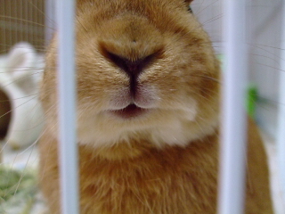 ぶひ