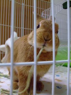 ぽりぽり