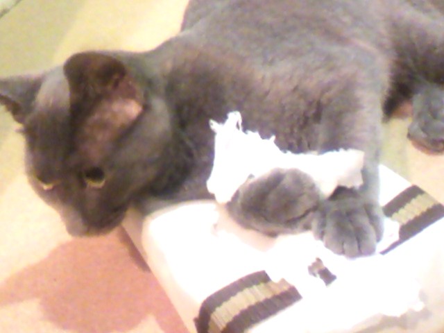 祝☆５カ月誕生日パーティ（６）