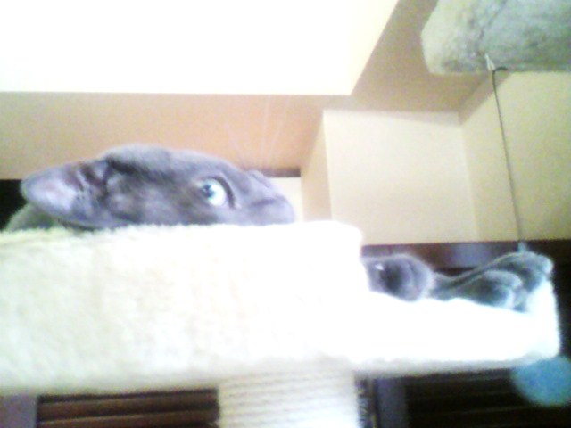 兄弟でも違う＠よつば