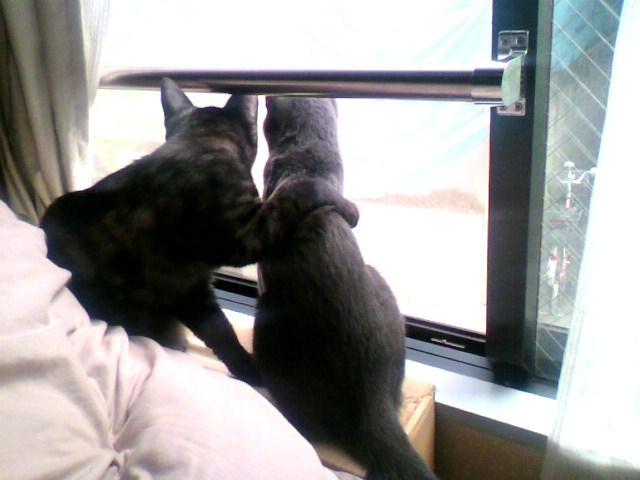 兄弟でも違う＠ふたば＆よつば