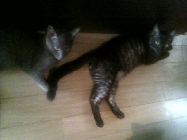 実食！ねこ元気（１）