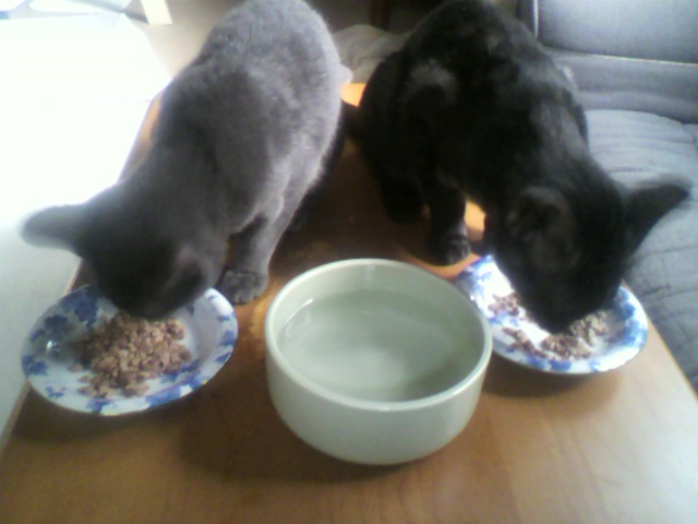 実食！ねこ元気（２）