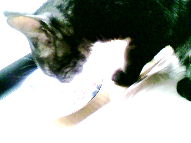 実食！カルカンウィスカス（１）