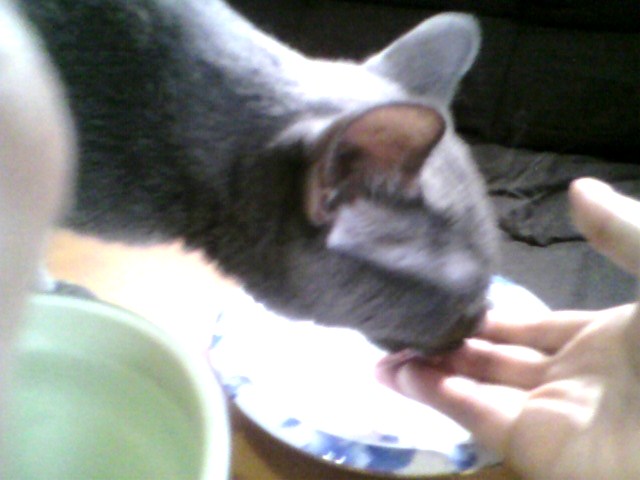 実食！カルカンウィスカス（２）