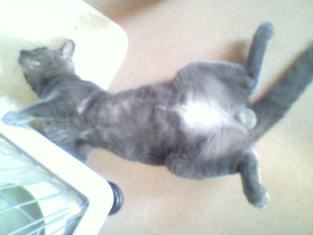 実食！カルカンウィスカス（３）