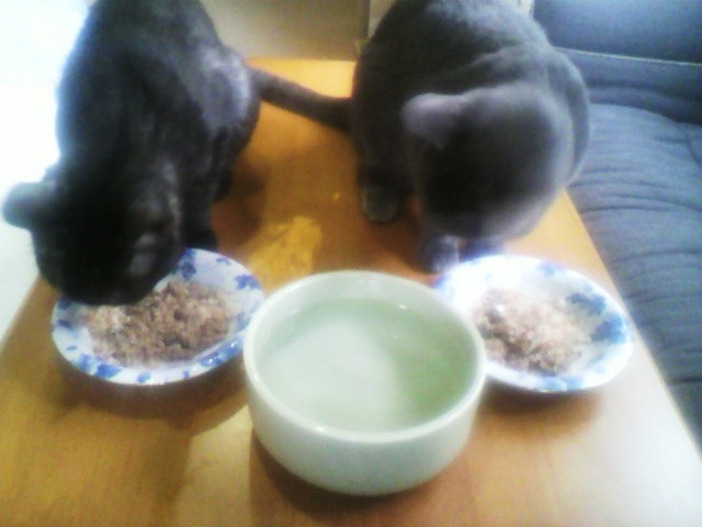 実食！サイエンスダイエット（１）