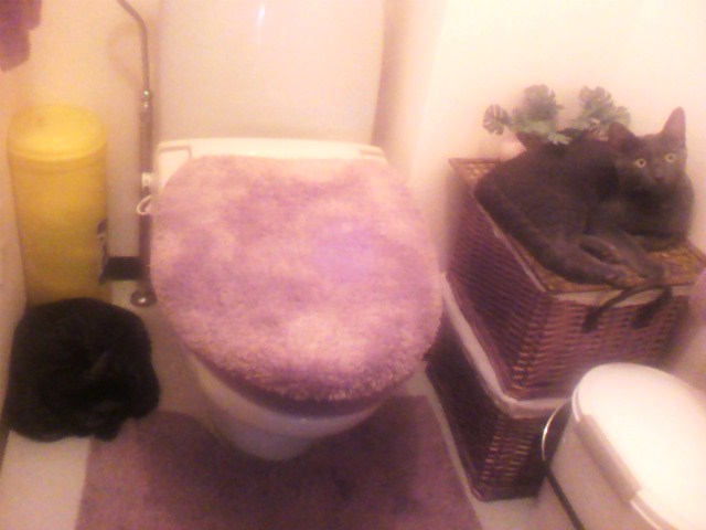 実食！サイエンスダイエット（２）