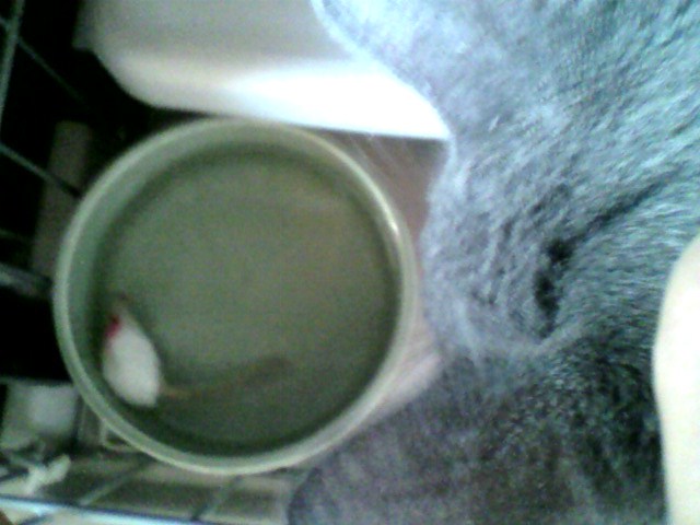 水死事件（２）