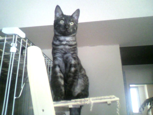 ニンゲン語（２）