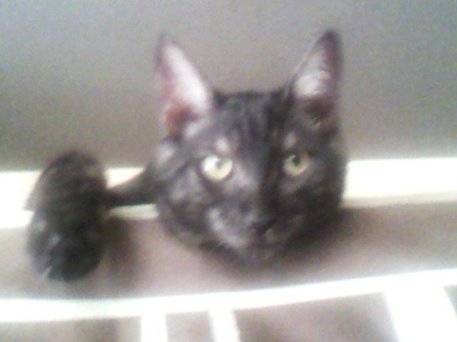 ニンゲン語（３）