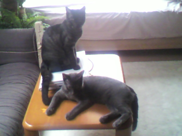 ニンゲン語（４）