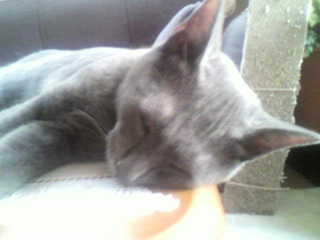 ニンゲン語（５）