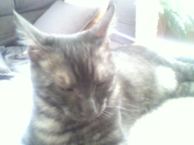 ニンゲン語（６）