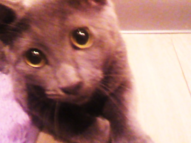 かわゆい♪よつば