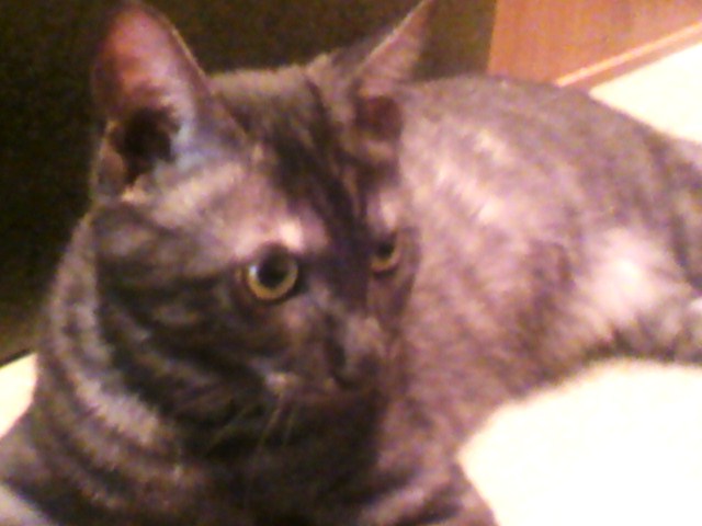 イケメンの証明＠ナナメ４５℃ふたば