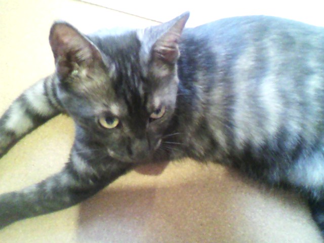 イケメンの証明＠戦うふたば