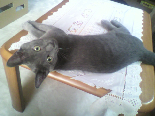 イケメンの証明＠見返りよつば