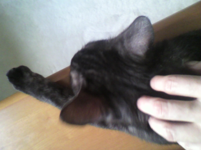 甘えてるのか？単にカユイのか？（２）