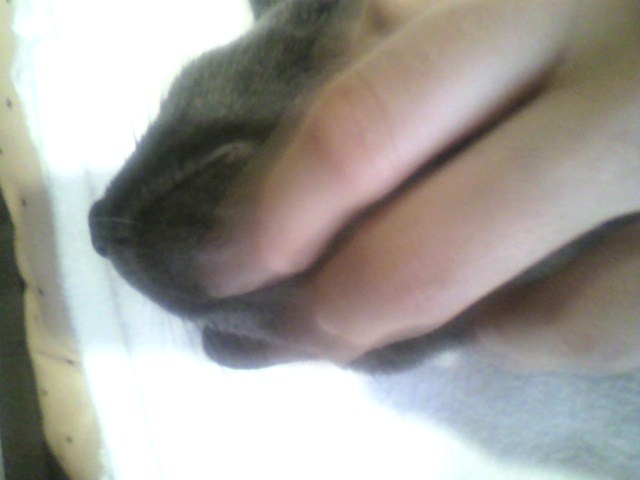 甘えてるのか？単にカユイのか？（５）