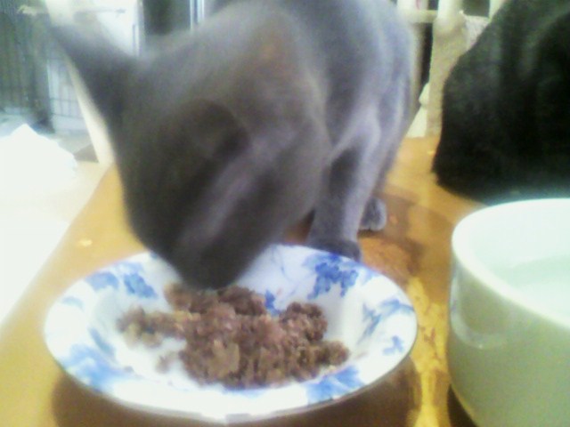 実食！黒缶パウチ（１）