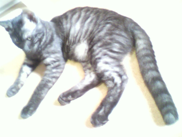 兄弟の証＠ふたば