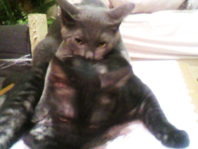 カミカミ攻撃！よつば→ふたば篇