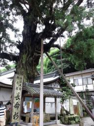 極楽寺の長命杉