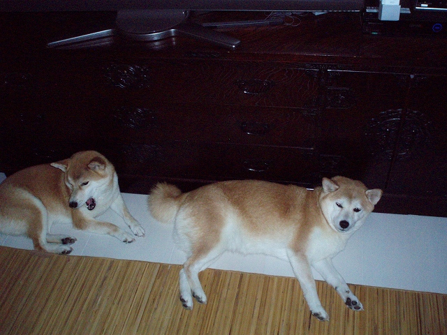 画像 沖縄　動物たち　movie 130.jpg