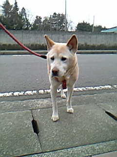 061224ぐり