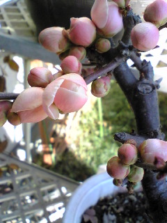 070226木瓜