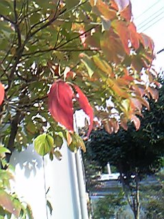 061003ハナミズキ