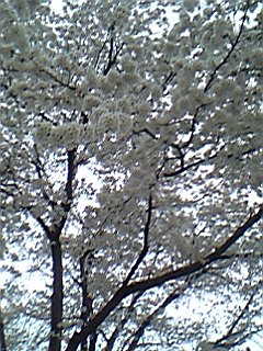 桜2
