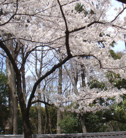 20080329-4