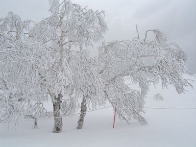 niseko2